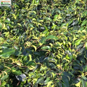 Ficus benjamina