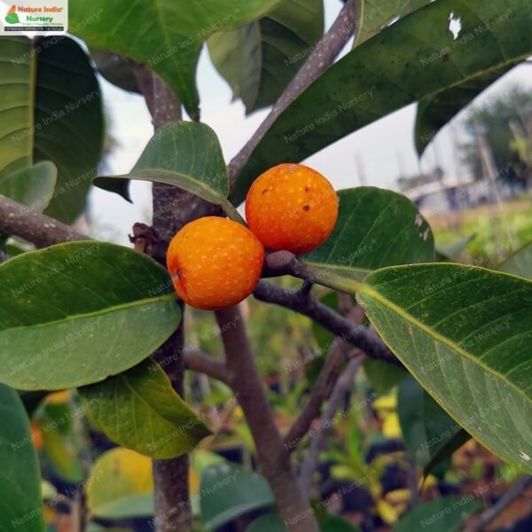 ficus-drupacea-01