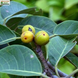 ficus-drupacea-02