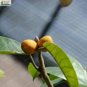 ficus-drupacea-02