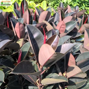 Ficus elastica