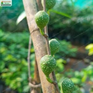 ficus-heterophylla-03