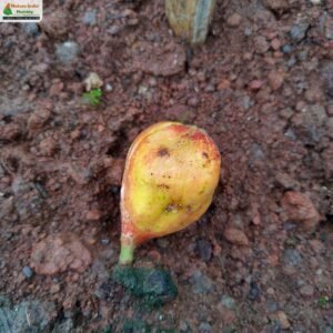 ficus-heterophylla-05