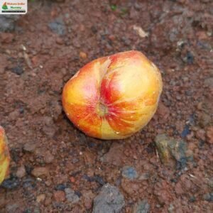 ficus-heterophylla-06
