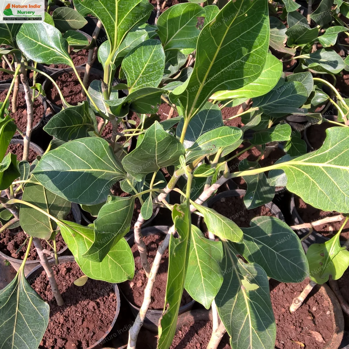 Ficus krishnae