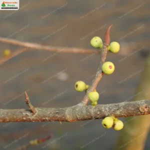 ficus-microcarpa-01