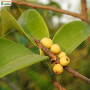 ficus-microcarpa-03
