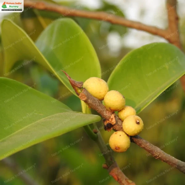 ficus-microcarpa-03