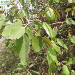 Ficus mollis