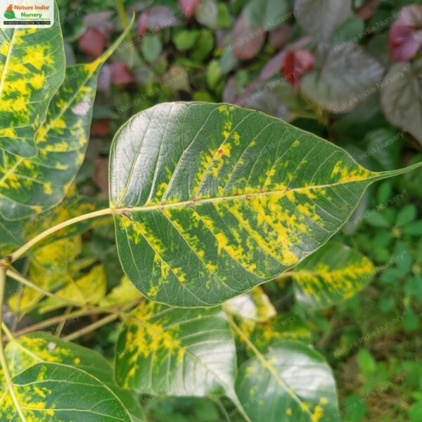 ficus-religiosa-05