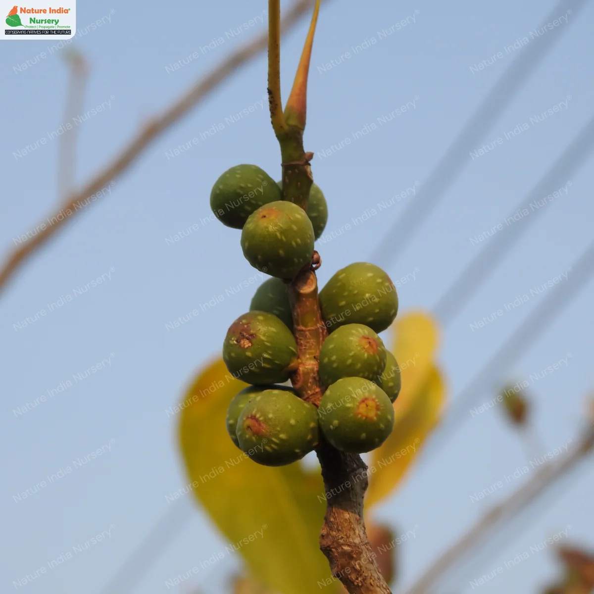 Ficus rumphii