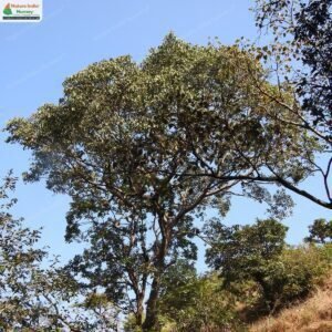 ficus-talbotii-01