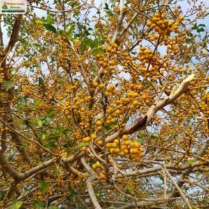ficus-tinctoria-spp.-gibbosa-01