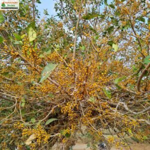 ficus-tinctoria-spp.-gibbosa-04