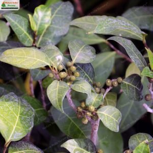 ficus-tinctoria-subsp-gibbosa-01