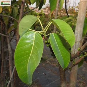 Ficus tsjakela