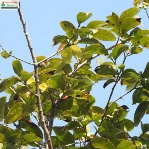 flacourtia-montana-01