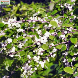 flueggea-leucopyrus-04