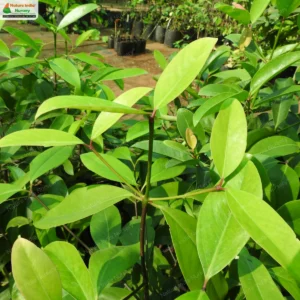 garcinia-gummi-gutta-01