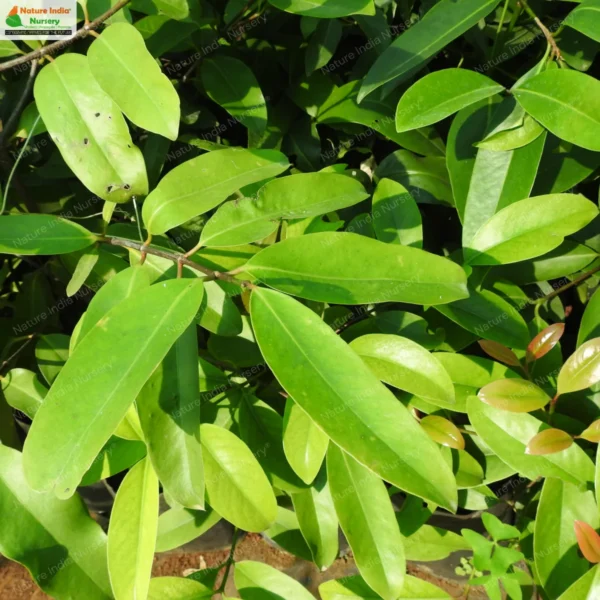 garcinia-gummi-gutta-03