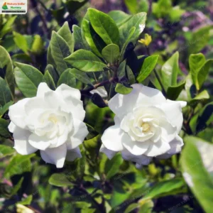 Gardenia jasminoides
