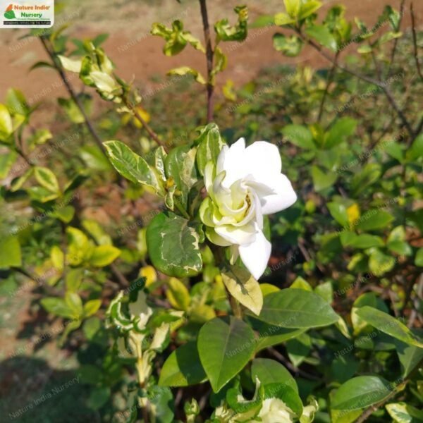 gardenia-jasminoides-01