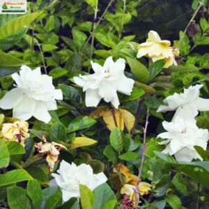 gardenia-jasminoides-02