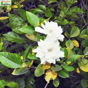 gardenia-jasminoides-03
