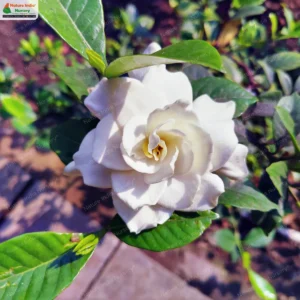 gardenia-jasminoides-04