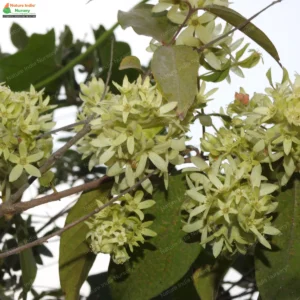 getonia-floribunda-01