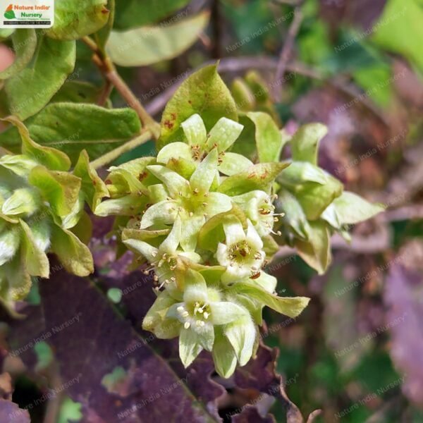 getonia-floribunda-01