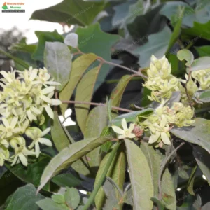 getonia-floribunda-03