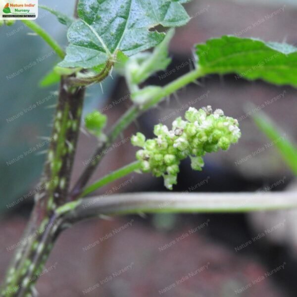 girardinia-diversifolia-01