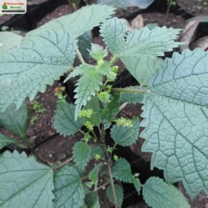 girardinia-diversifolia-03