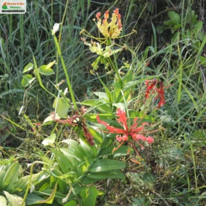 gloriosa-superba-01