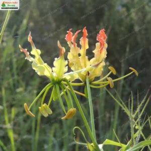 gloriosa-superba-02