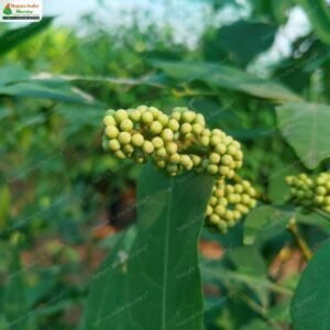 glycosmis-pentaphylla-01