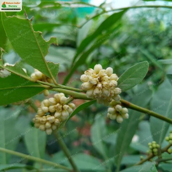 glycosmis-pentaphylla-04