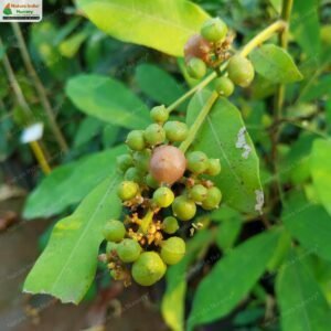 glycosmis-pentaphylla-07