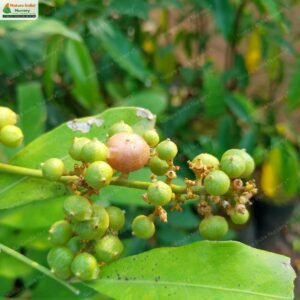 glycosmis-pentaphylla-08