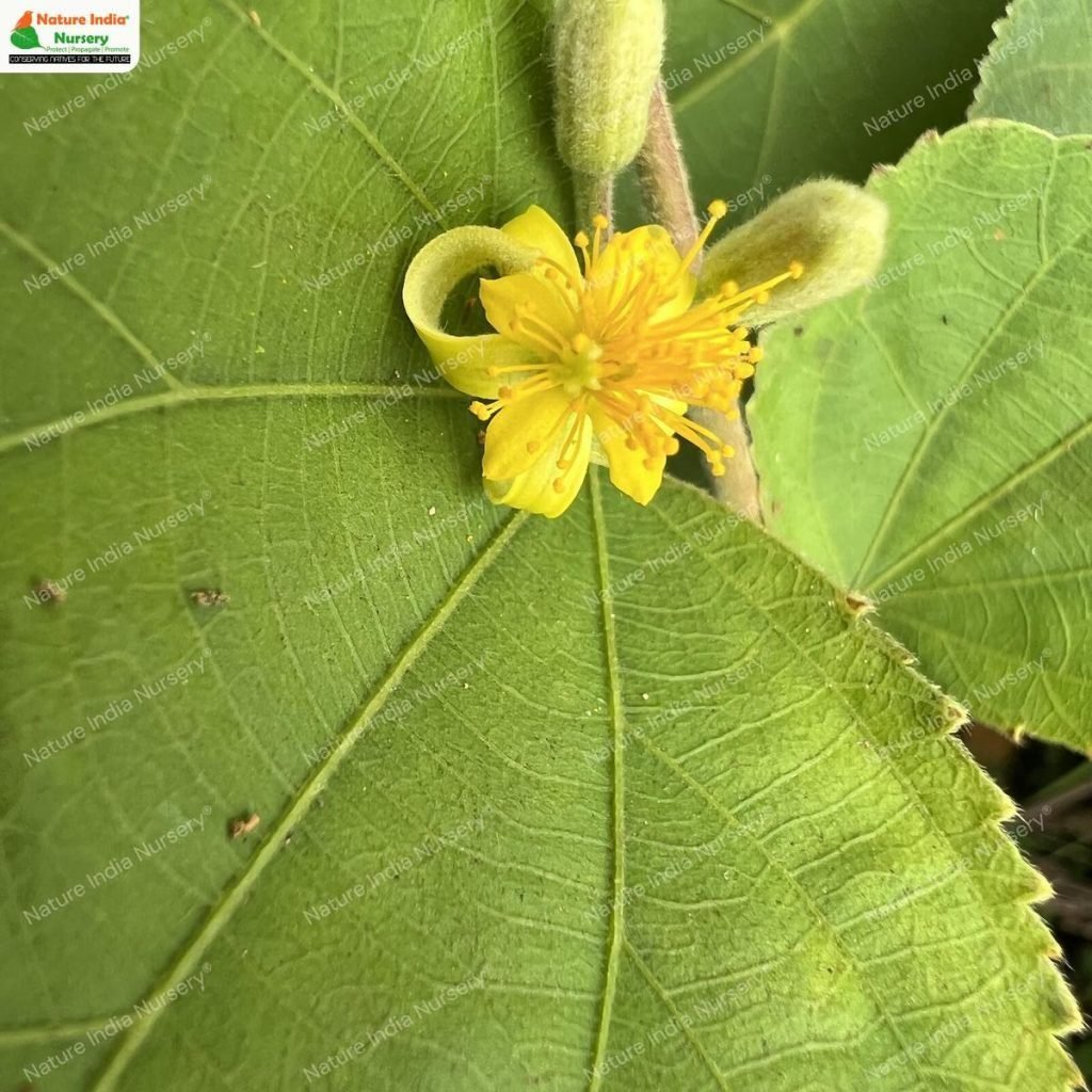 Buy Grewia asiatica Plant in Bulk Online - Nature India Nursery