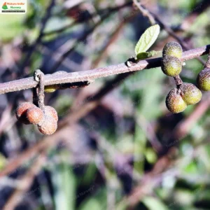 grewia-flavescens-01