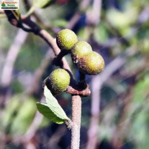 grewia-flavescens-02