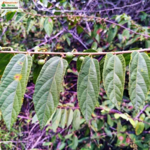 Grewia flavescens