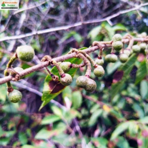 grewia-flavescens-04