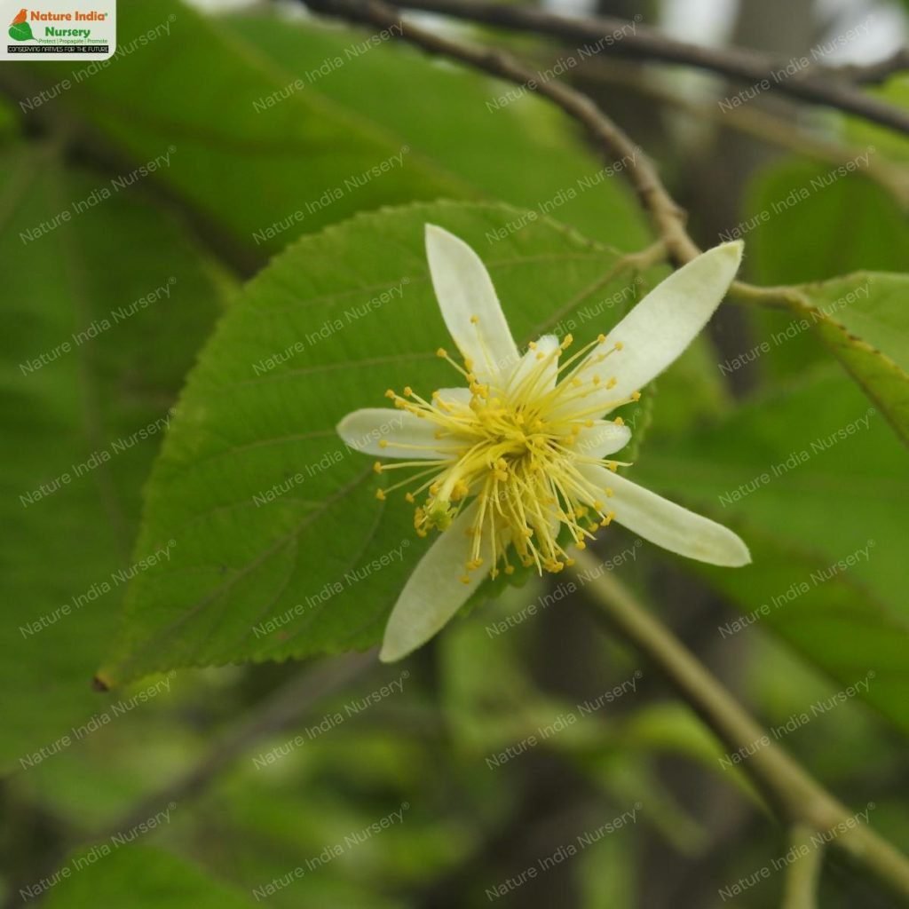 Buy Grewia optiva Plant in Bulk Online - Nature India Nursery