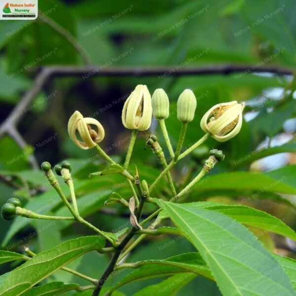 grewia-serrulata-a