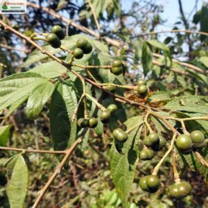 grewia-serrulata-b