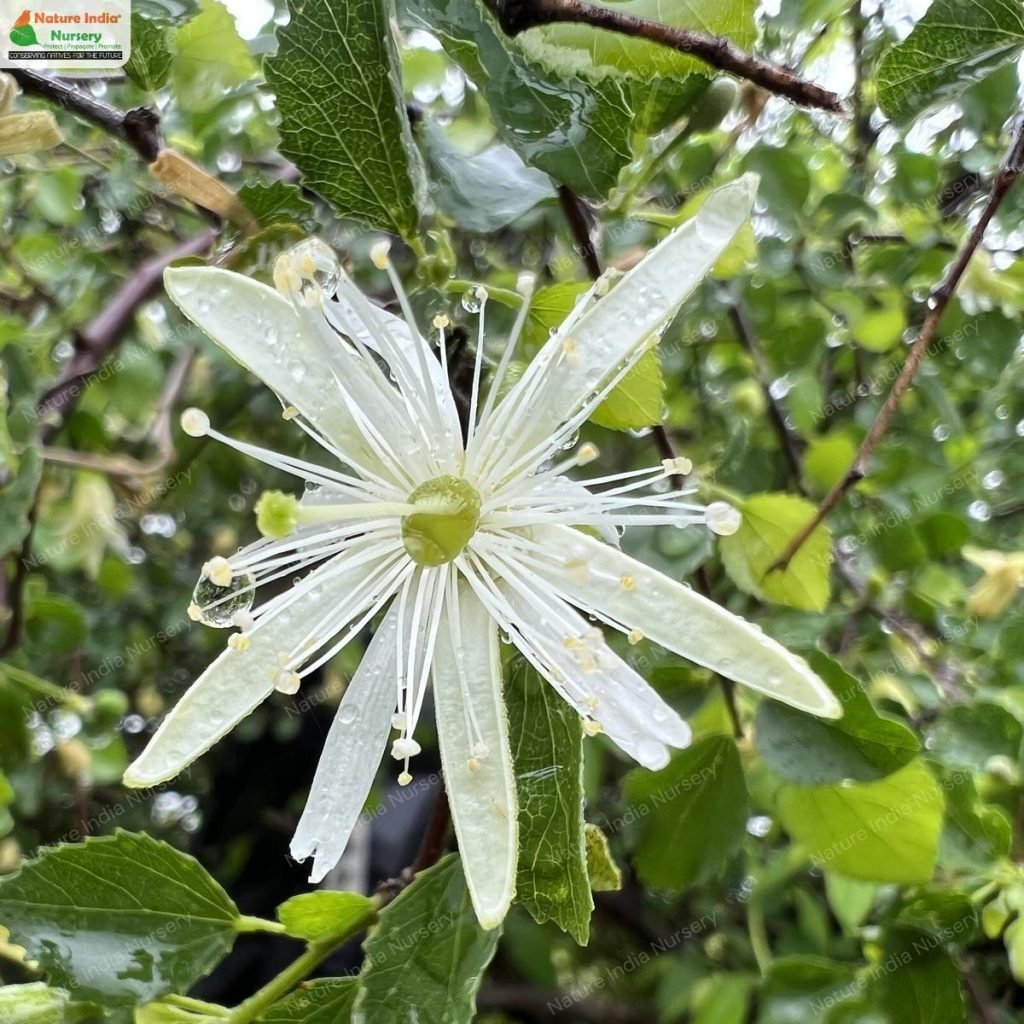 Buy Grewia tenax Plant in Bulk Online - Nature India Nursery