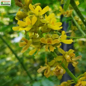 Guilandina bonduc